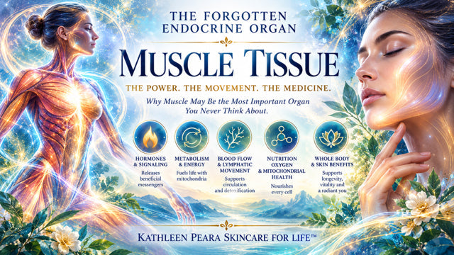 The Forgotten Endocrine Organ: Why Muscle Tissue May Be the Most Important Organ You Never Think About